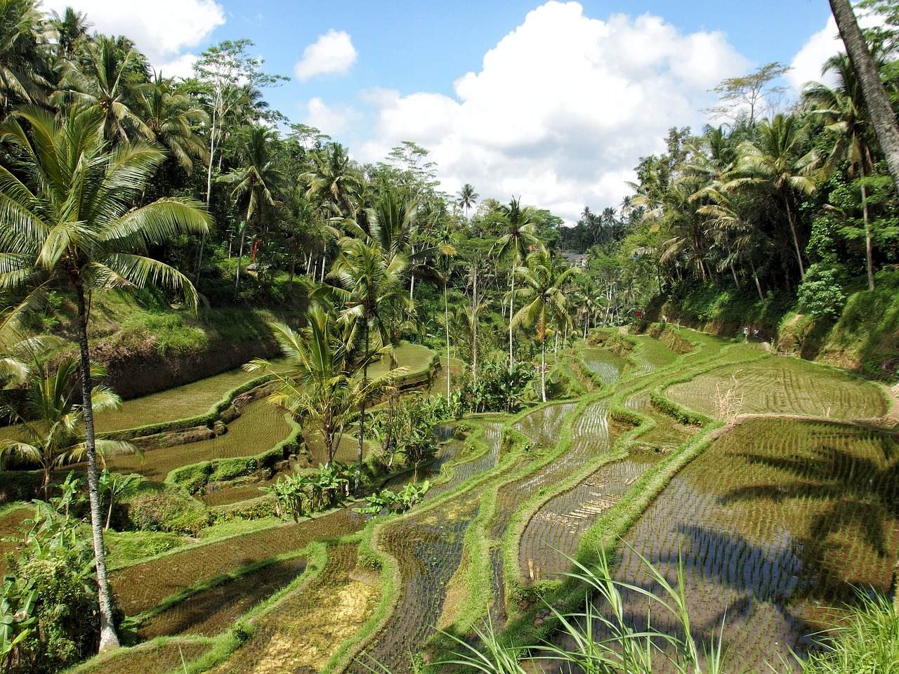 rice, paddy field, nature