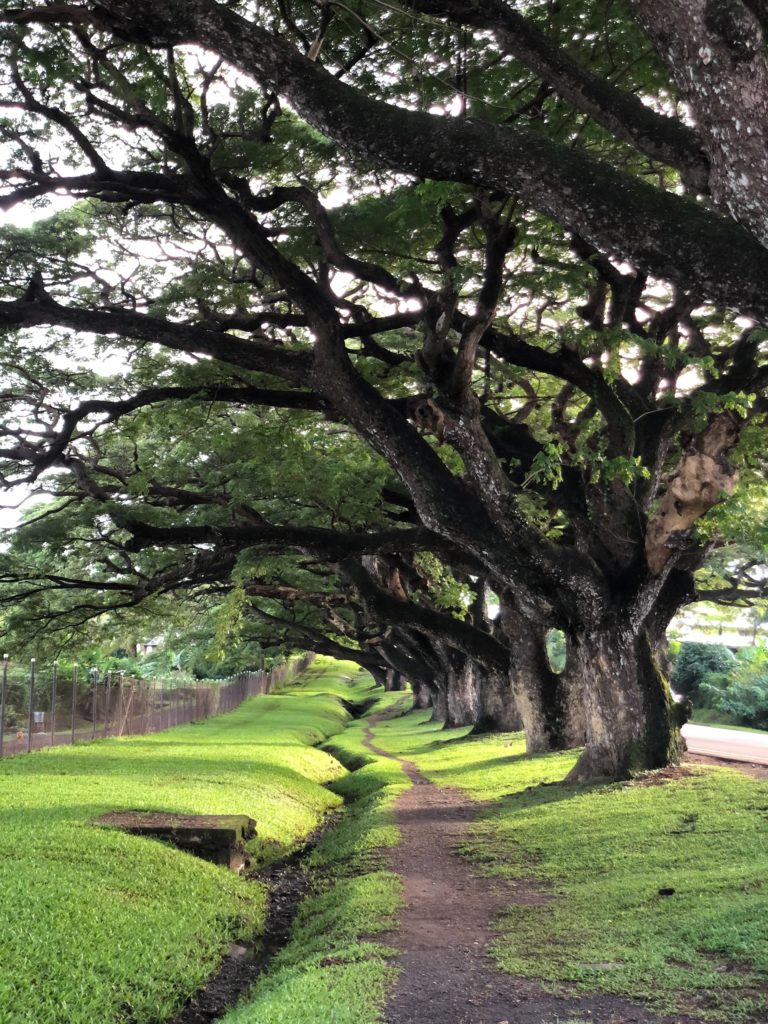 Things to do in Lautoka Travelregrets Things to do in Lautoka Travelregrets