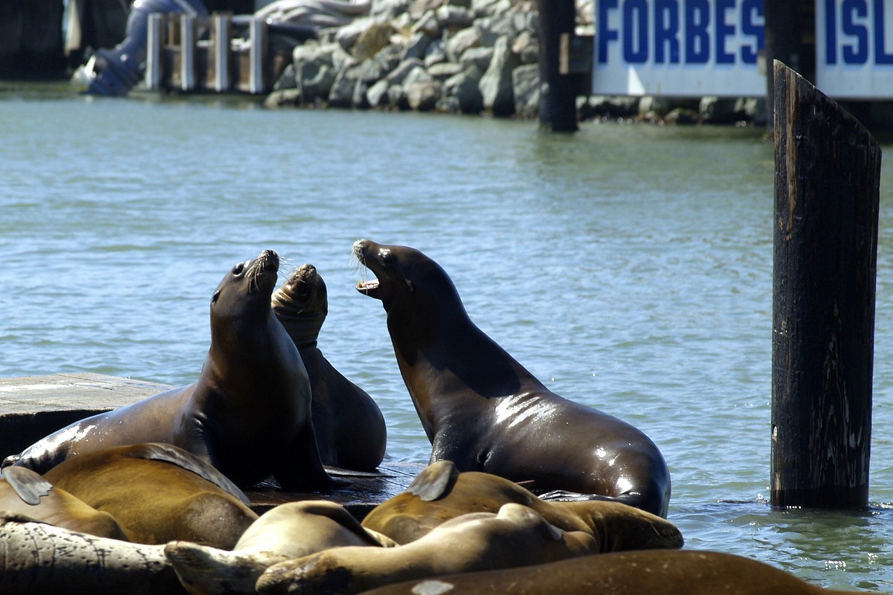 harbor seals, fisherman's dwarf, san francisco