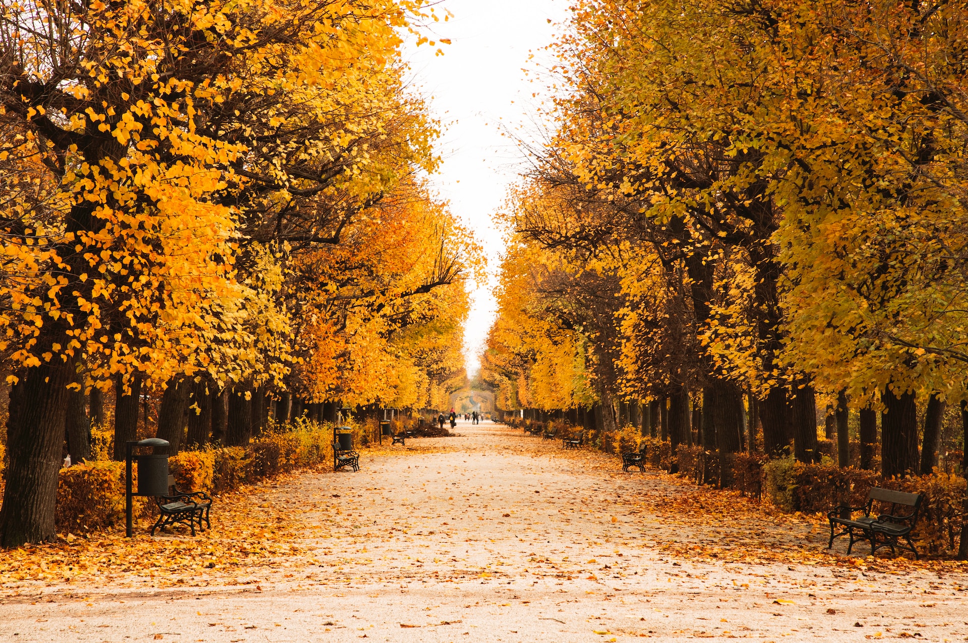 footpath during daytime