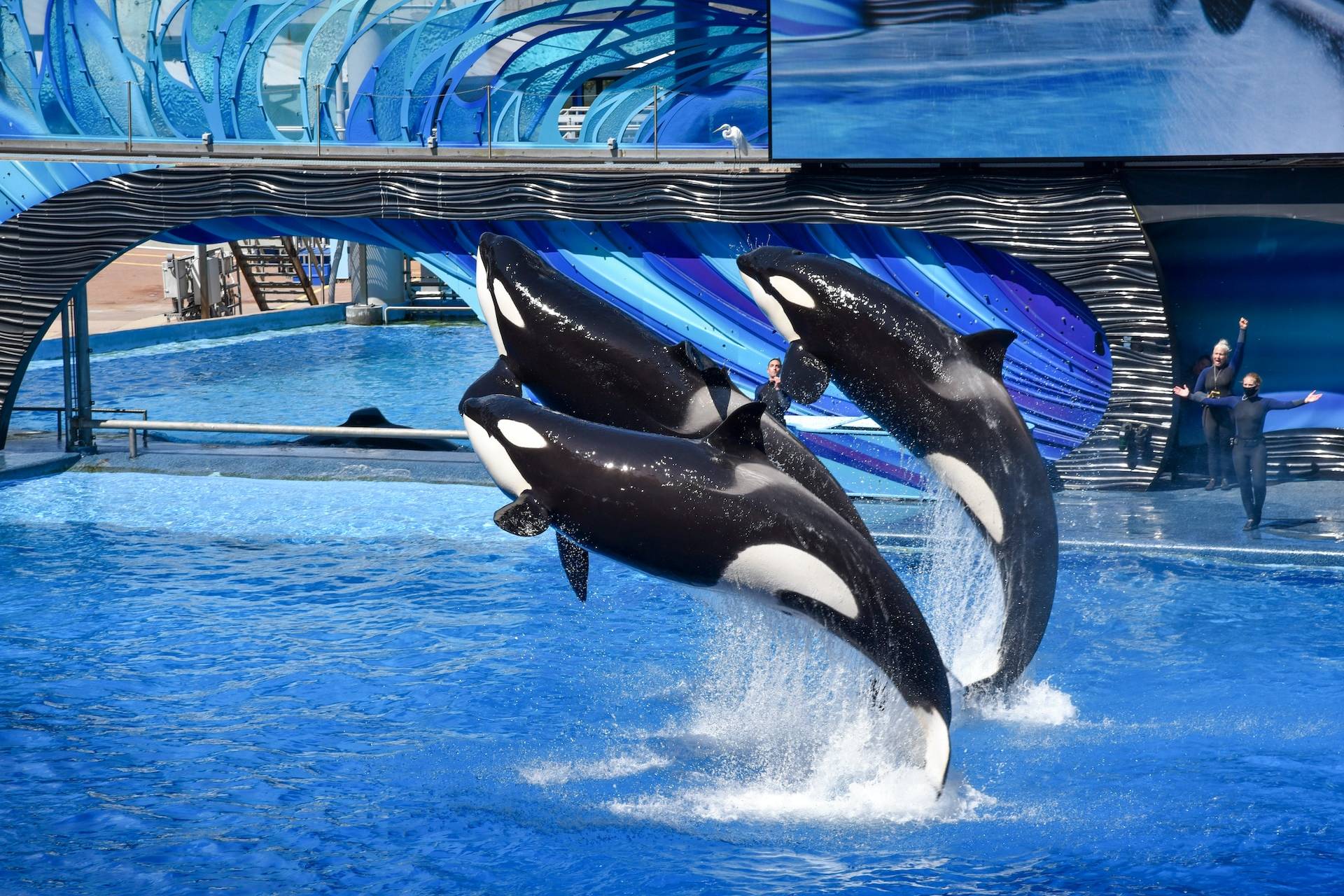 black and white whale in swimming pool during daytime