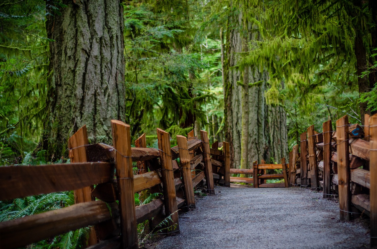 cathedral grove, bc, vancouver island