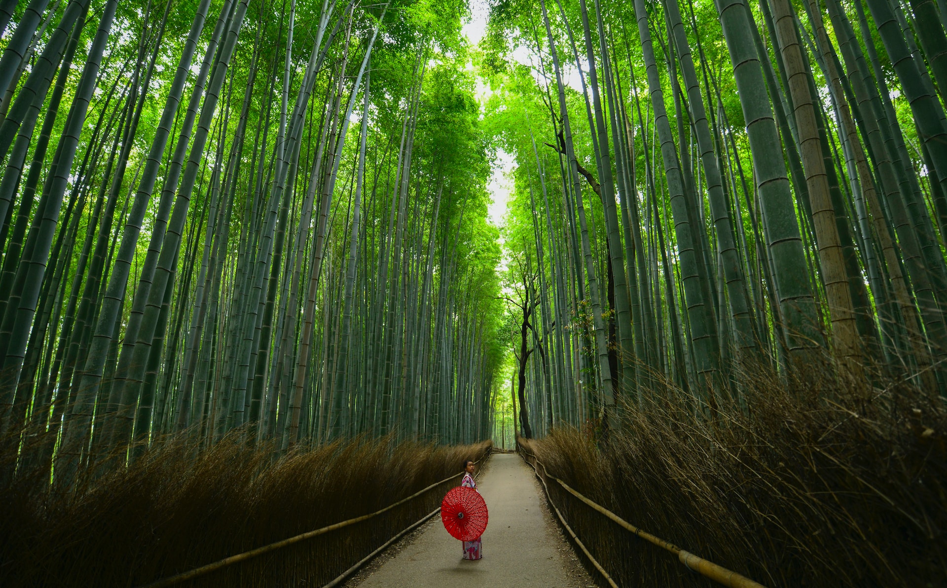 person standing between tall trees