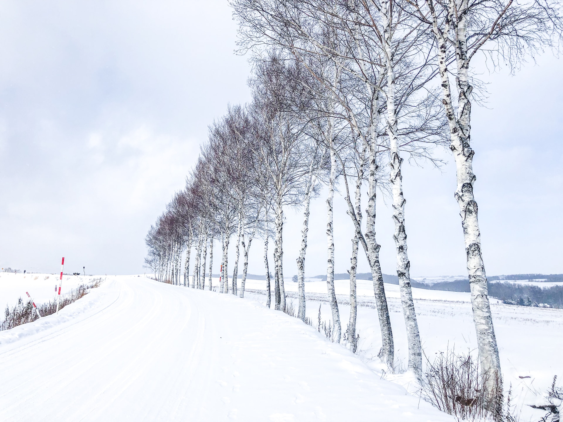 snow covered trees and road during daytime