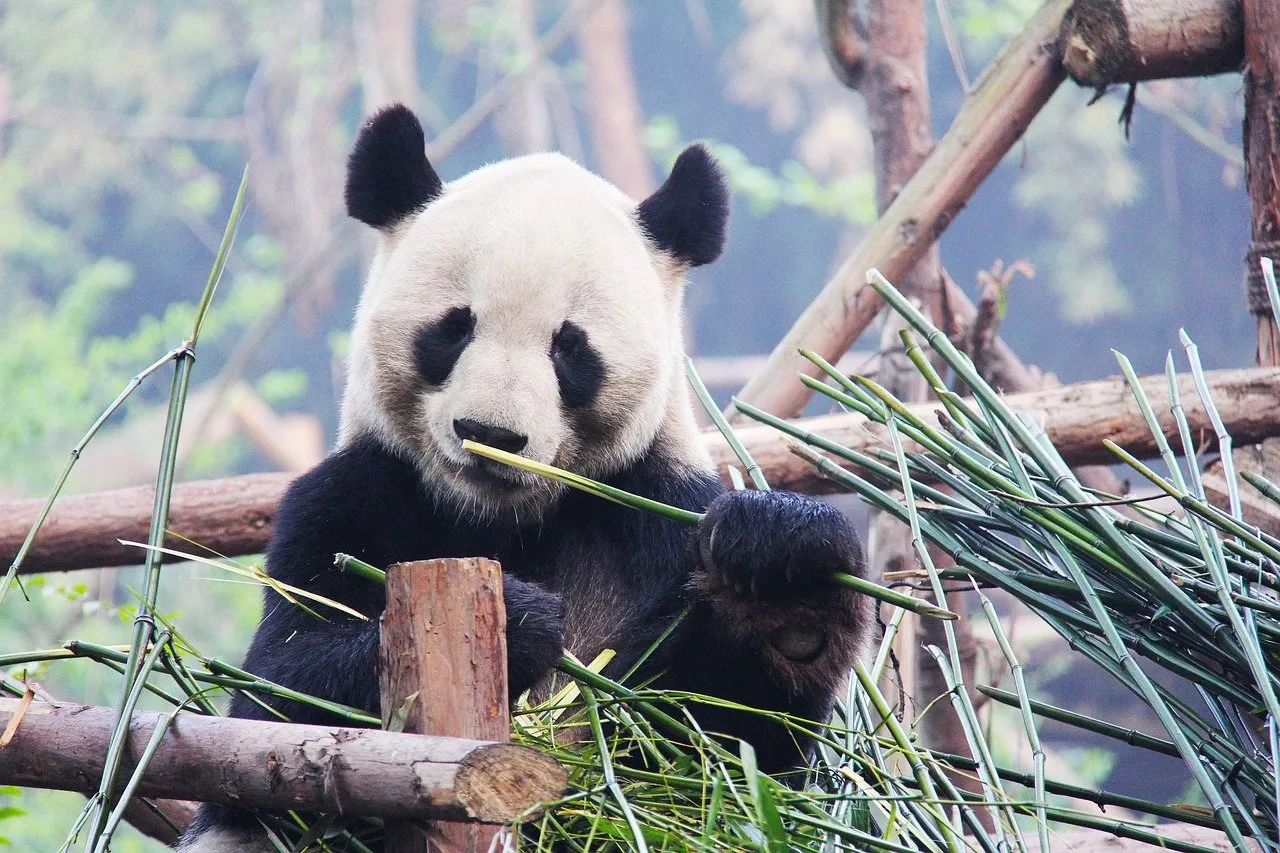 black and white, adorable, national animal