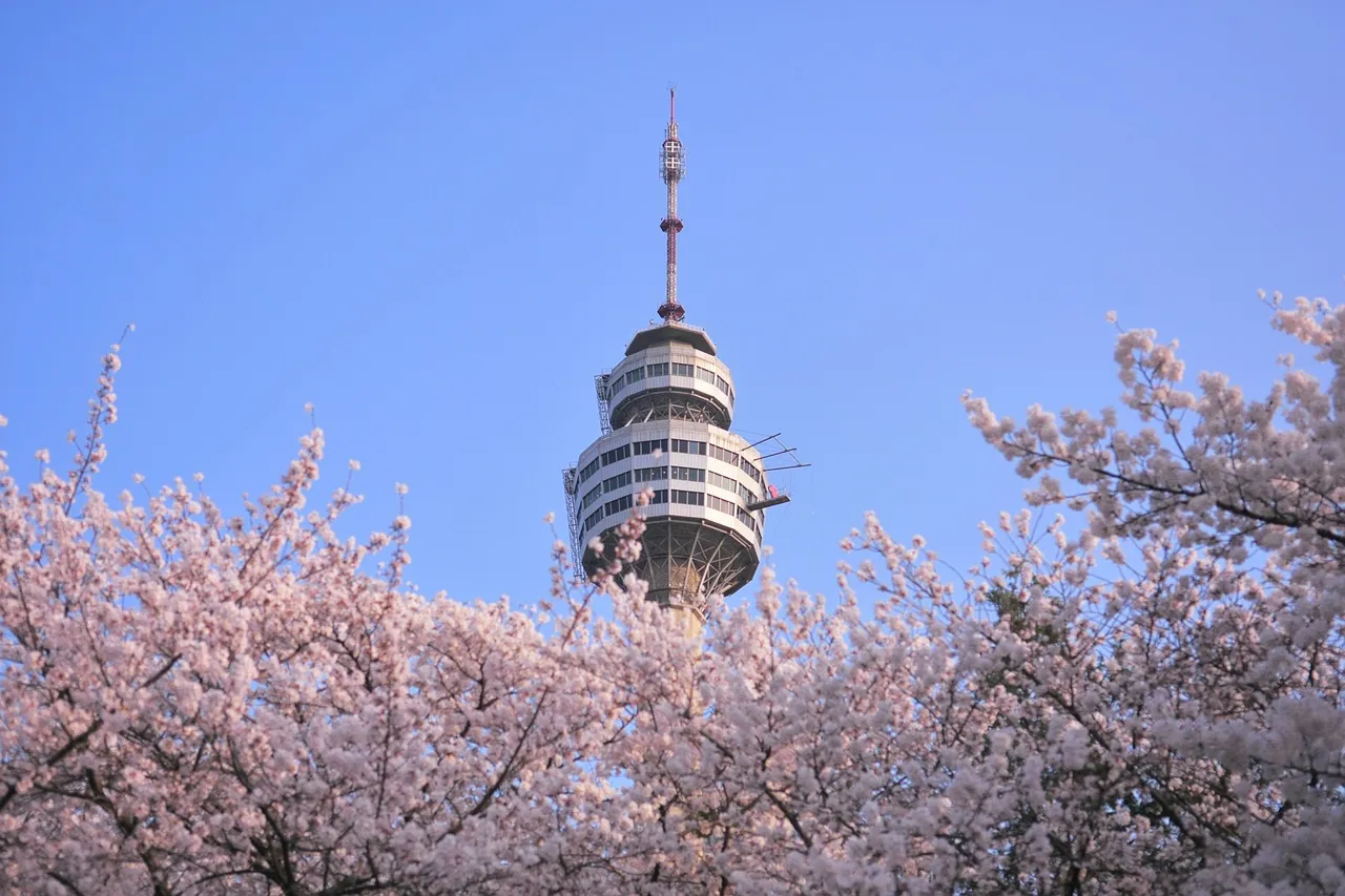 south korea, daegu, cherryblossom