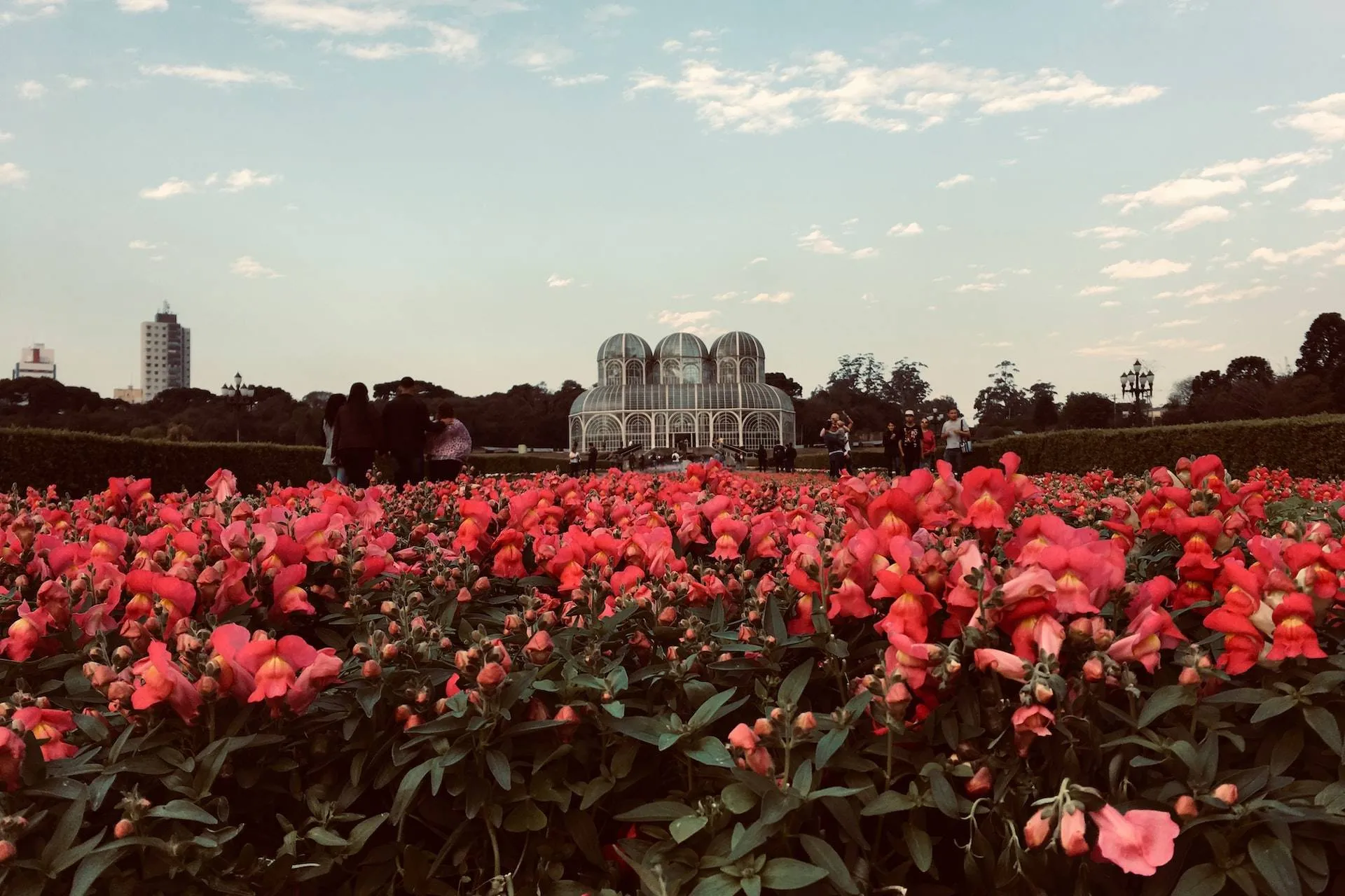 red flower field near city buildings during daytime