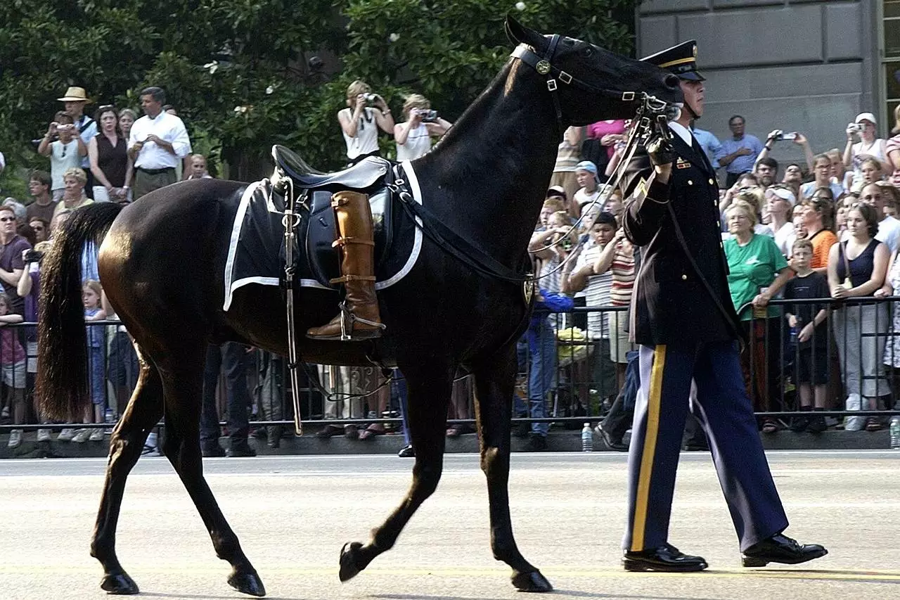 horse, riderless, boots turned backwards