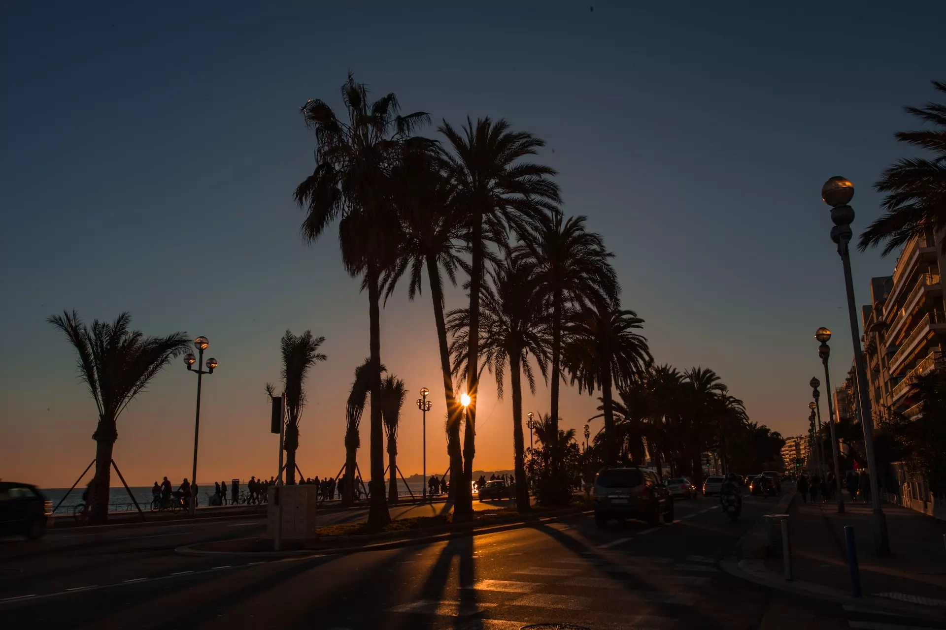 silhouette of palm trees