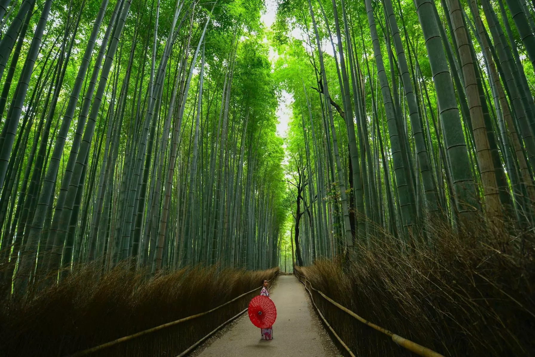 person standing between tall trees