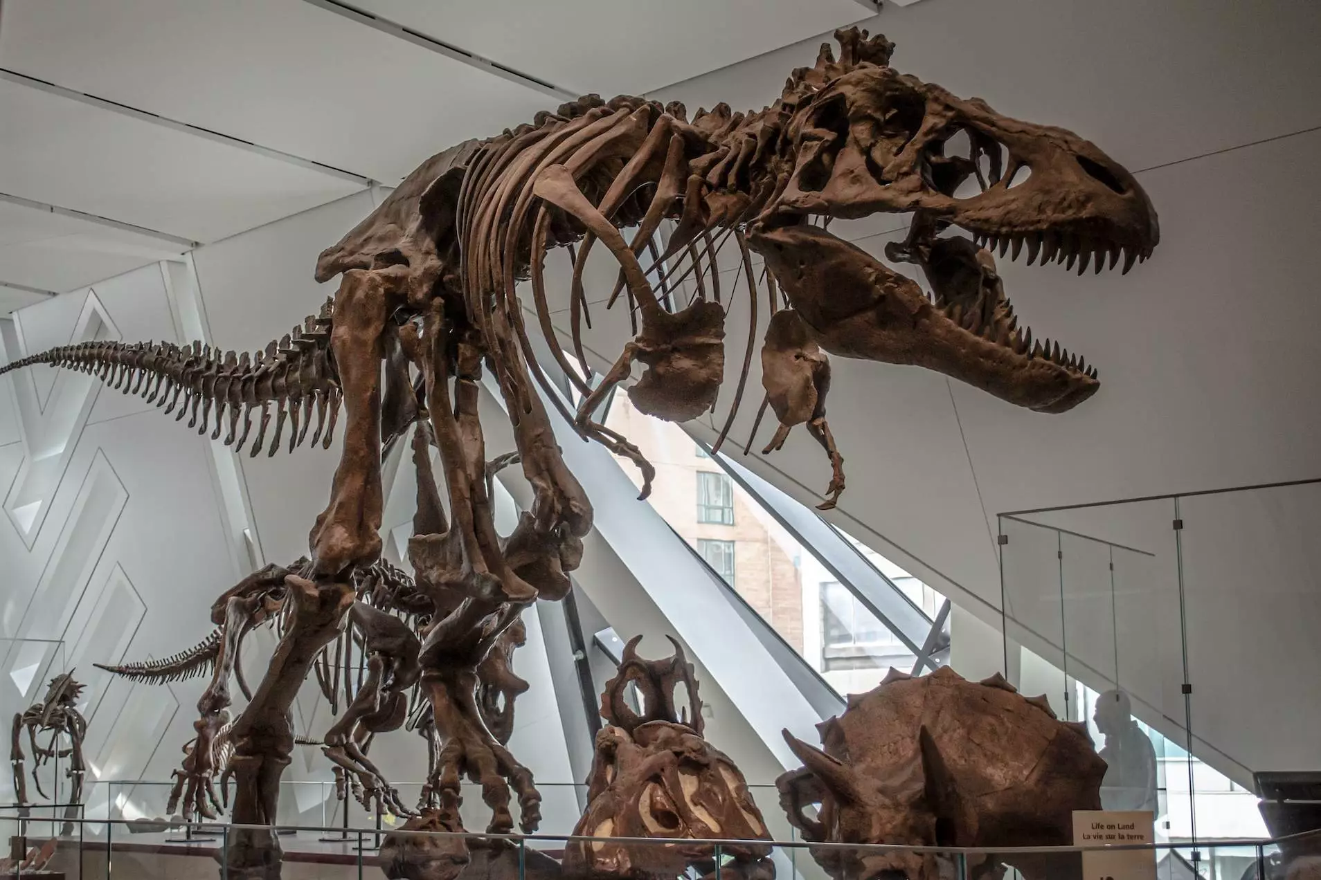 brown animal skeleton on glass roof