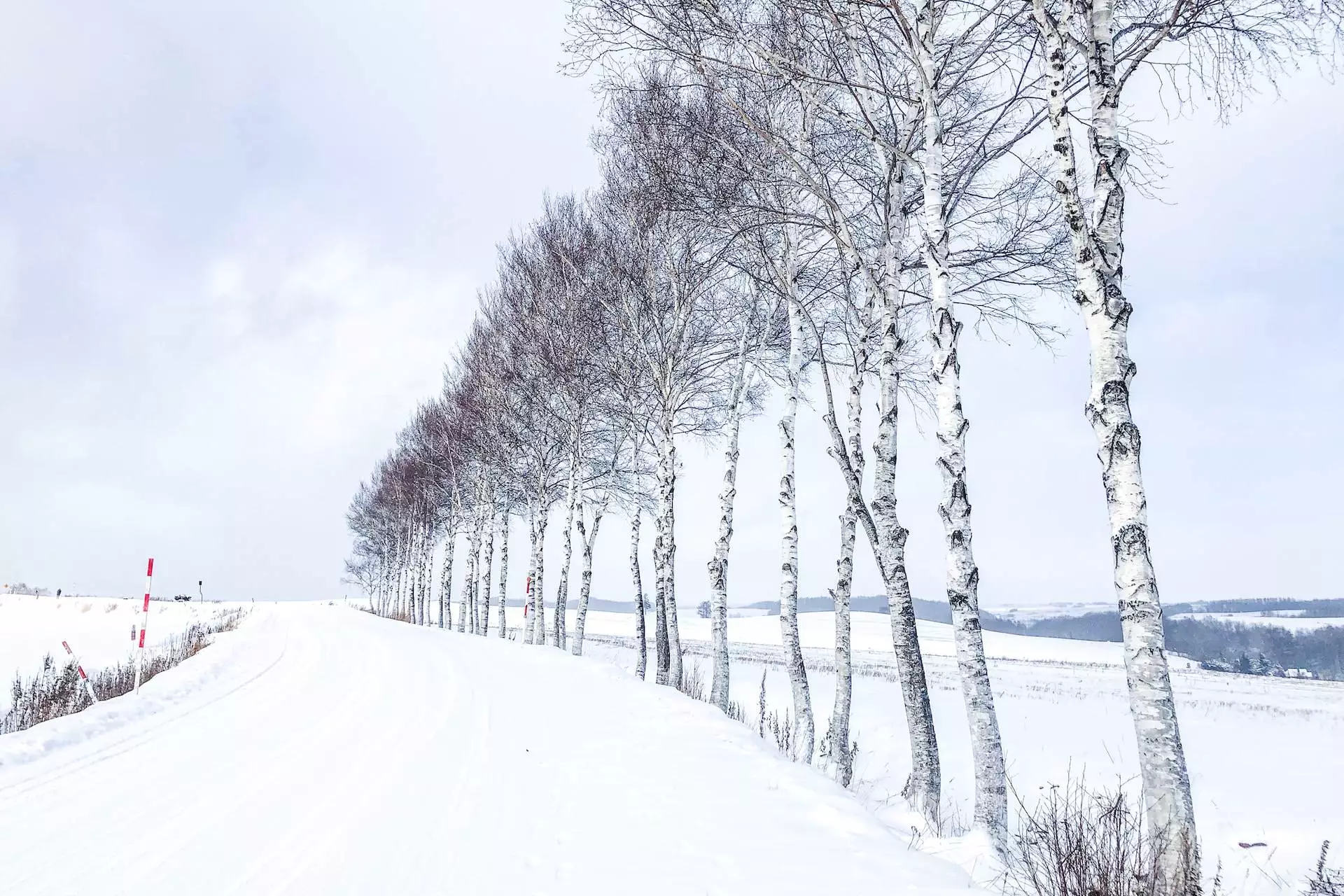 snow covered trees and road during daytime